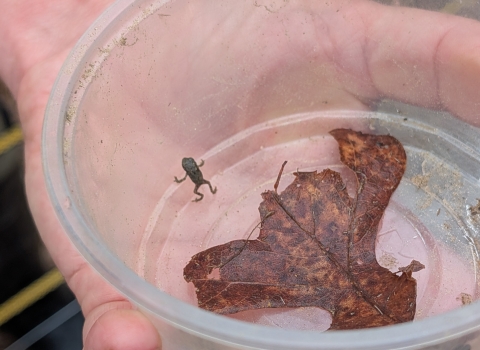A small toad in a plastic container