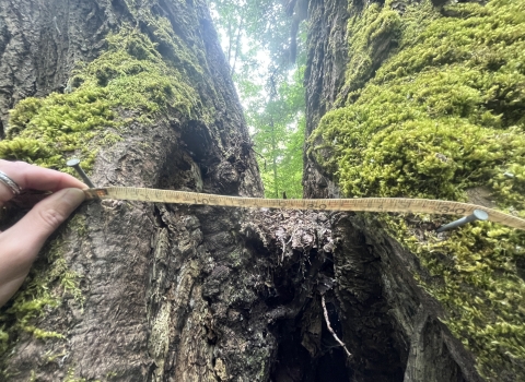 Measurement of a splitting tree trunk
