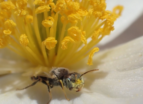 A Mojave poppy bee standing on white petal of a prickly poppy plant